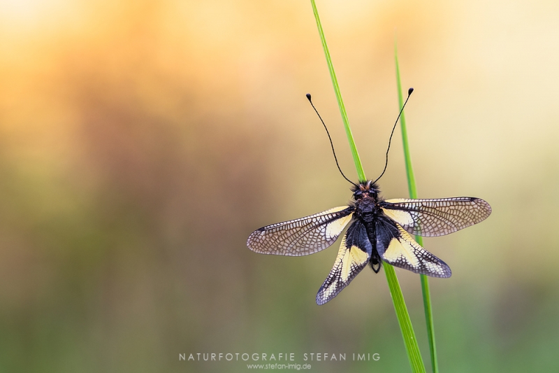 Insekten