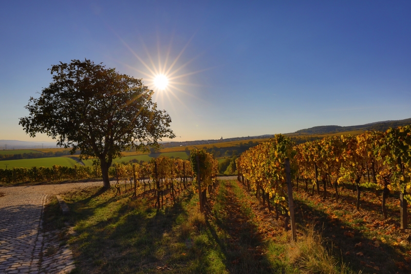 Wein und Genuss (Wein-Image.de)