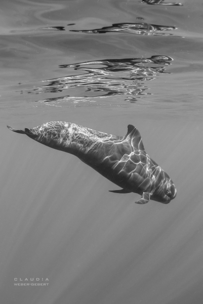 Unterwasser-Fotografie