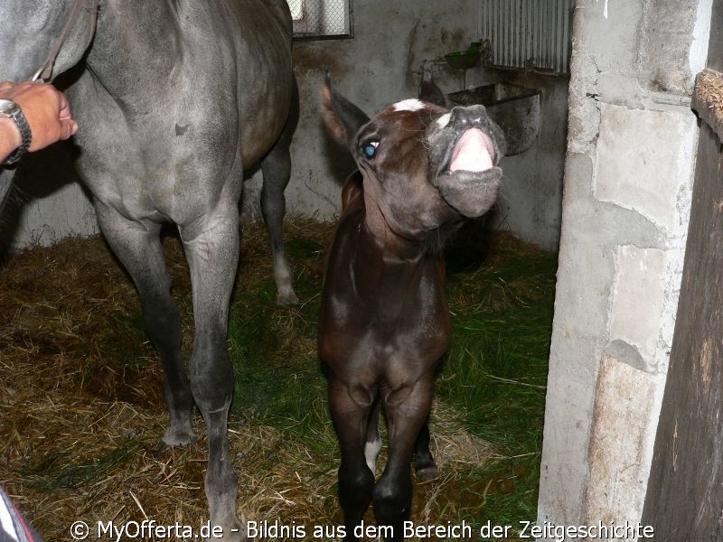 Um ein guter Tierarzt zu sein, muss man Tiere lieben