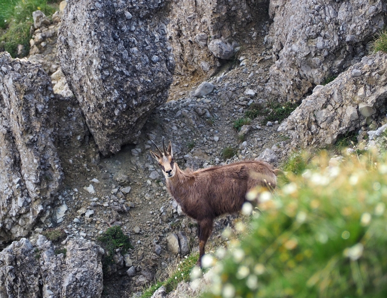 Wildlife und Tiere