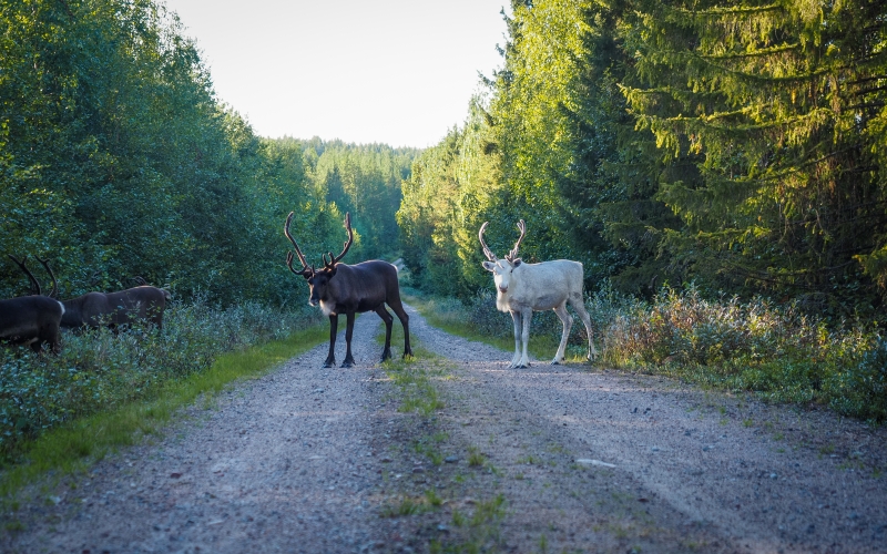 Wildlife und Tiere