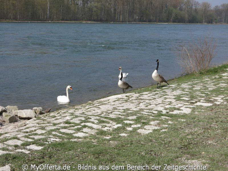 Ein Tag vor dem Frühling am Rhein in Leopoldshafen