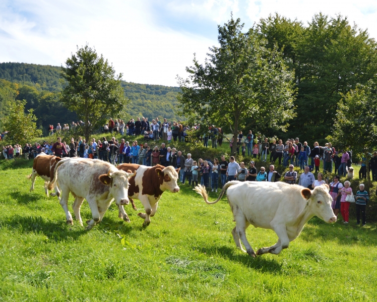   Menschen und Tiere in Bewegung