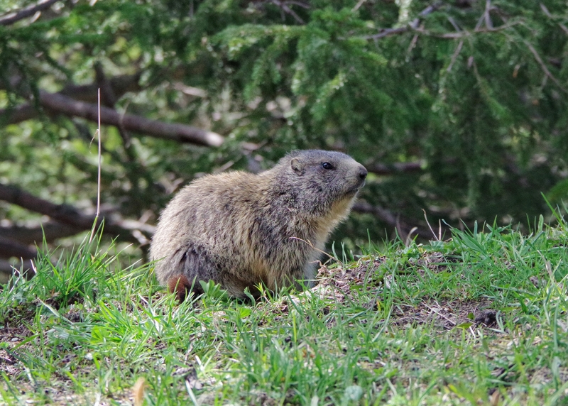 Wildlife und Tiere