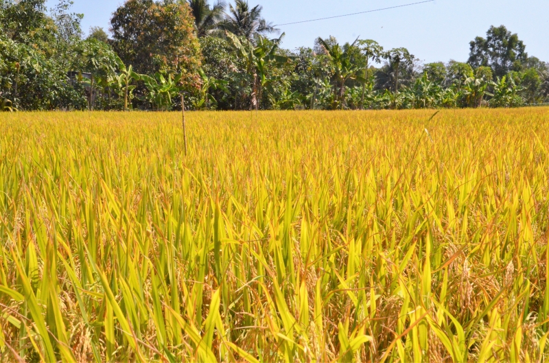 Land und Leute -  Eine Reise durch Zentral-Südvietnam