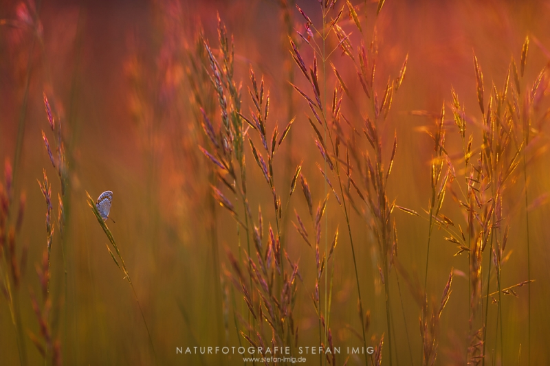 Insekten