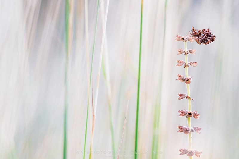 Insekten