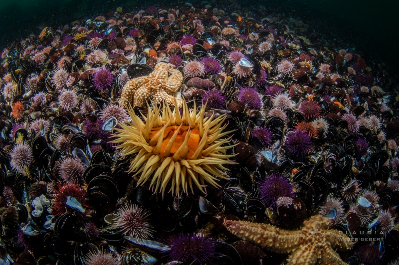 Unterwasser-Fotografie