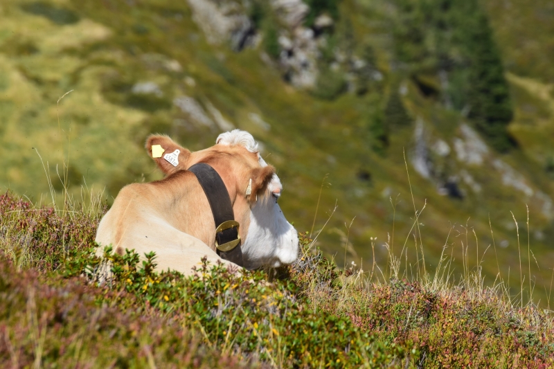 Österreich