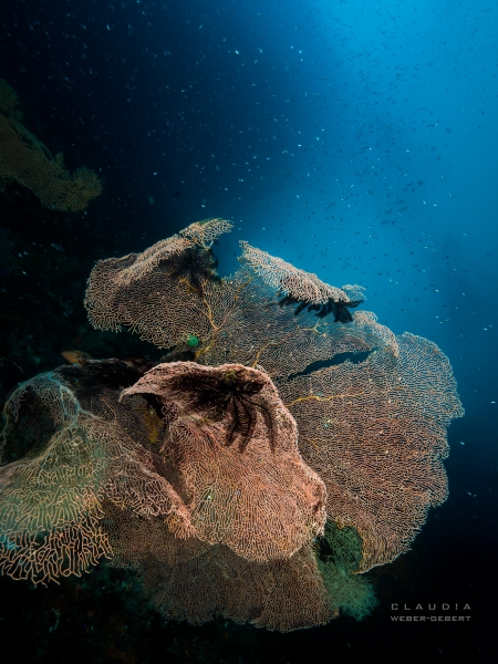 Unterwasser-Fotografie