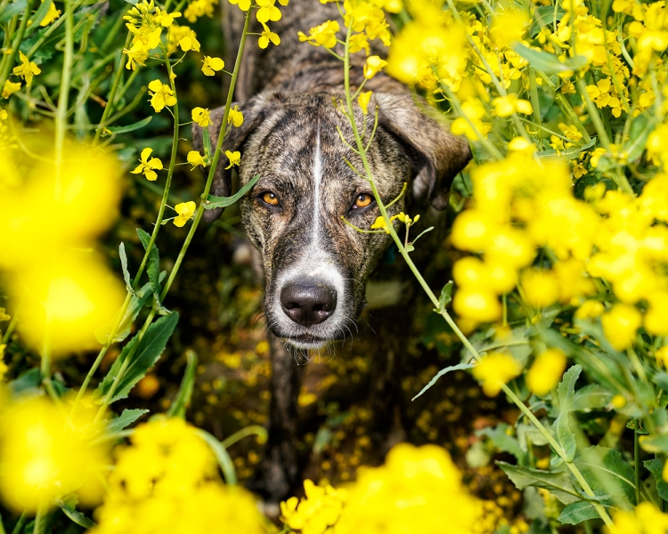 Wildlife und Tiere