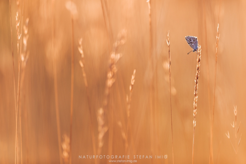 Insekten