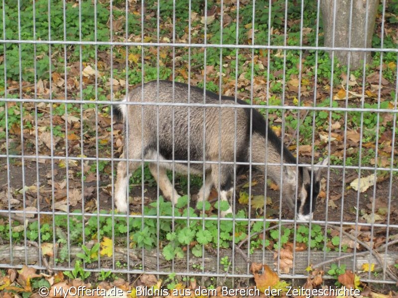 Vogelpark Linkenheim am 28.10.2019