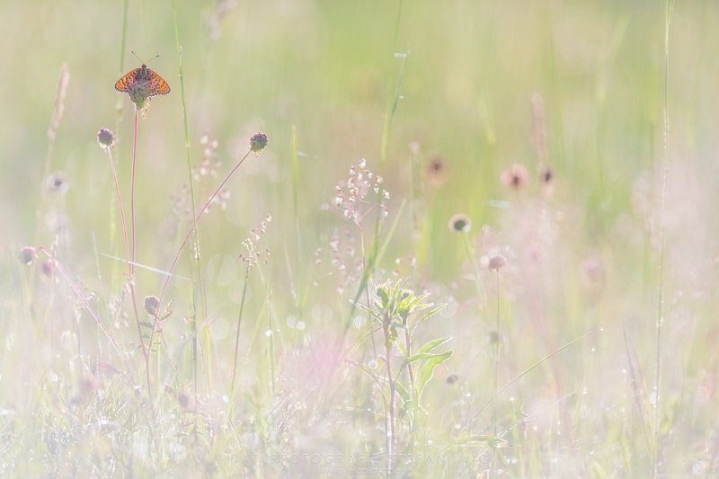 Insekten