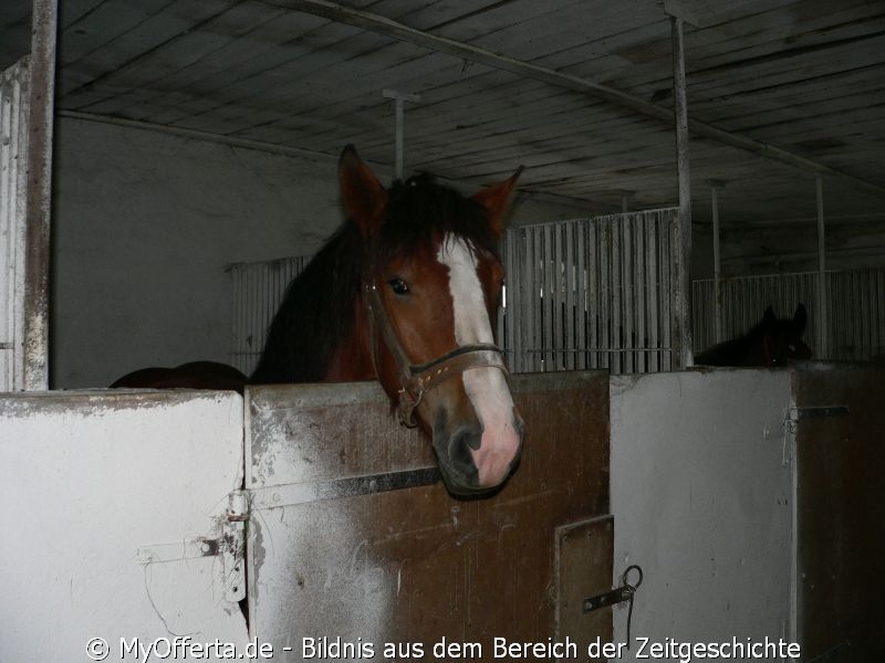 Um ein guter Tierarzt zu sein, muss man Tiere lieben