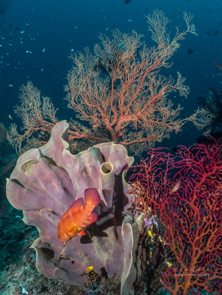 Unterwasser-Fotografie