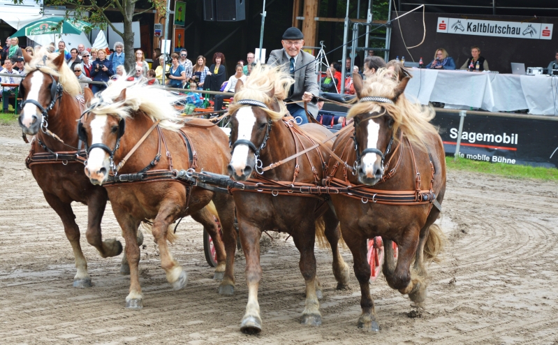   Menschen und Tiere in Bewegung