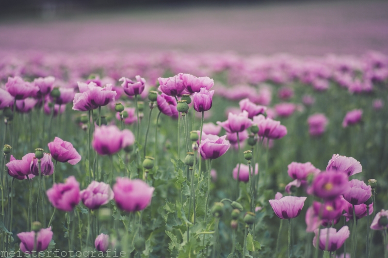 Mohnblüte in Hohenlohe 2022