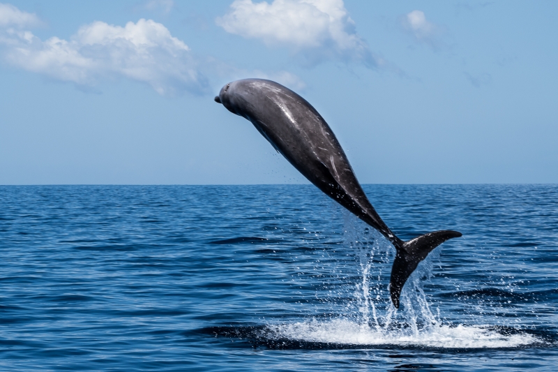 Schnabelwale - El Hierro - mit Sondergenehmigungen
