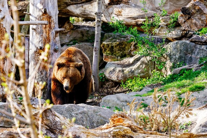 Wildlife und Tiere