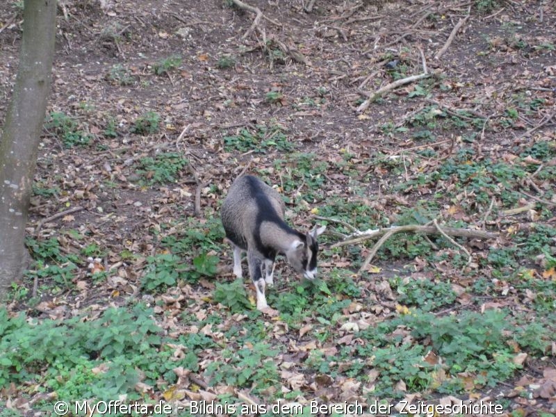 Vogelpark Linkenheim am 28.10.2019