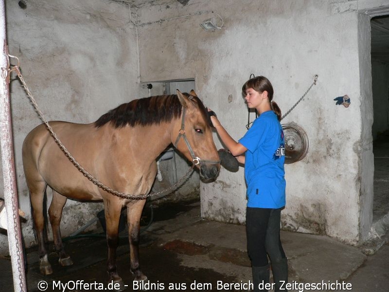 Um ein guter Tierarzt zu sein, muss man Tiere lieben